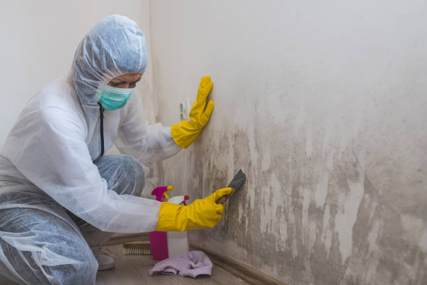 Best Mold Odor Removal Services  in Thief River Falls, MN
