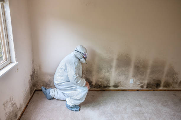 Biohazard Mold Removal in Thief River Falls, MN