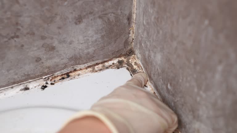 Best Industrial Mold Remediation  in Thief River Falls, MN